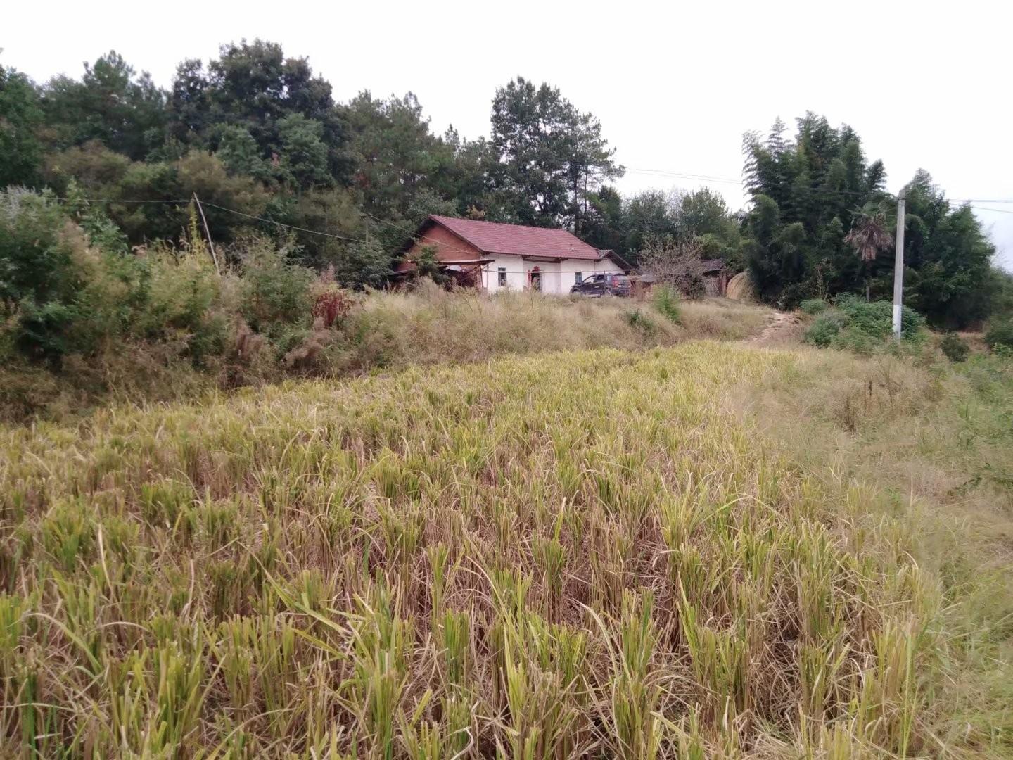 当阳山林鱼池买卖繁荣，生态经济与市场机遇探析